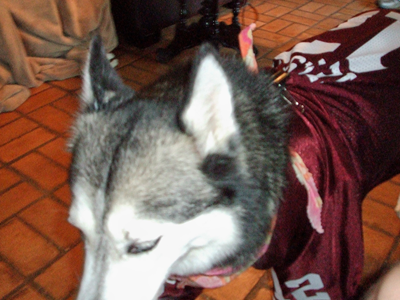 Kema is an Aggie 04.JPG